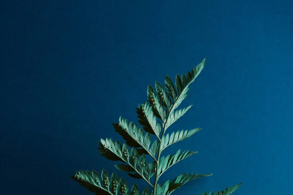 Verse Fern Plant Met Sporen Een Donker Blauwe Achtergrond Met — Stockfoto