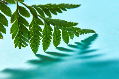 Makro fotoğraf yeşil fern yaprak desenli gölge kopya alanı ile mavi arka plan üzerinde. Fikirlerinizi için doğal arka plan.