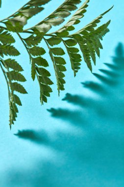 Gölgeler ve kopya alanı ile mavi bir arka plan üzerinde yeşil eğrelti otları Şubesi. Yaratıcı doğal düzeni