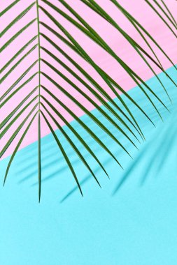 Bir çift pembe karton ile mavi arka plan ferahlık ve gölge desen bir kopyasını palmiye yaprağı.