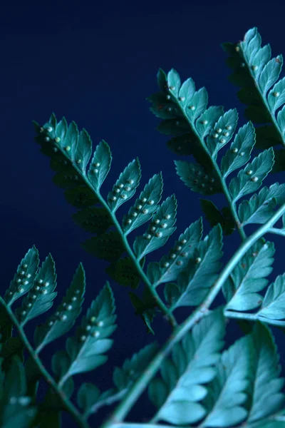 Hojas Helecho Con Esporas Sobre Fondo Azul Oscuro Con Espacio — Foto de Stock