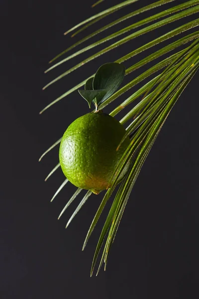 Palmenzweig Und Grüne Linde Mit Stiel Auf Schwarzem Hintergrund Mit — Stockfoto
