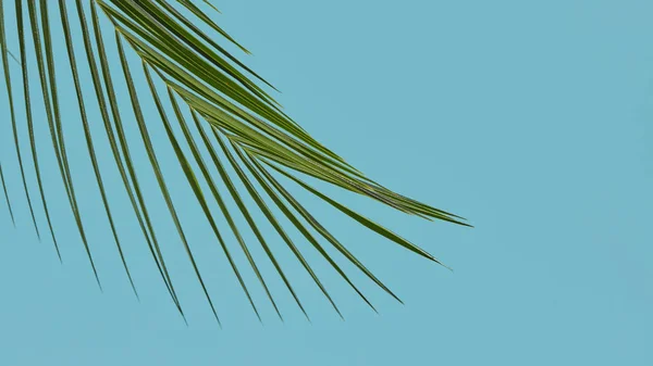 Hojas Palmera Delgadas Presentadas Sobre Fondo Azul Con Espacio Para — Foto de Stock