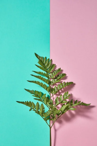 Гілка Зеленого Папороті Представлена Подвійному Рожево Зеленому Тлі Копіювальним Простором — стокове фото