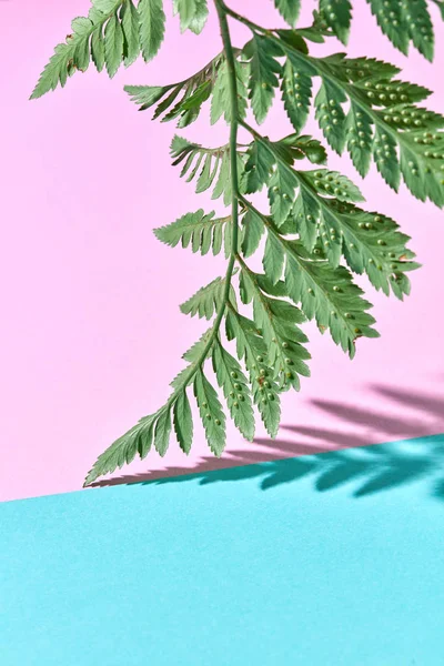 Hoja Helecho Fresco Sobre Fondo Doble Rosa Azul Con Espacio — Foto de Stock