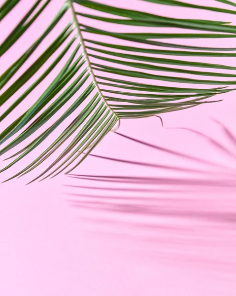 Exotic palm leaf on a pink paper background with a copy of space and reflection of the shadows. Natural layout