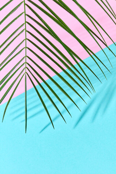 Palm leaf on a double pink blue cardboard background with a copy of the spaciousness and shadow pattern.