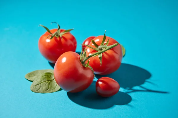 Folhas Espinafre Orgânico Tomates Com Hastes Fundo Azul Escuro Com — Fotografia de Stock