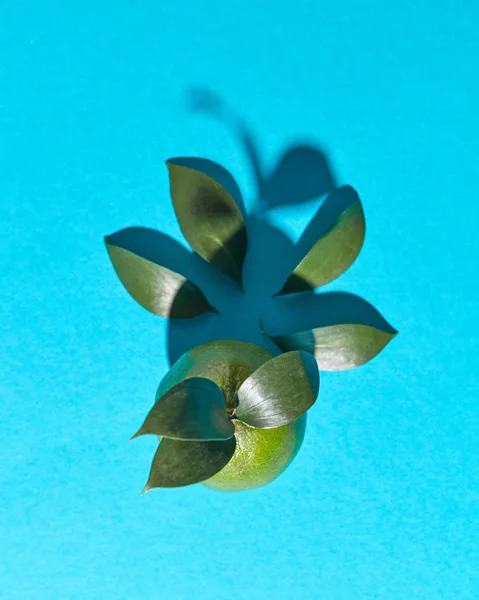 Limettenfrüchte Mit Blättern Und Schattenmuster Auf Blauem Hintergrund Mit Platz — Stockfoto