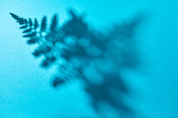 テキストのためのスペースと青色の背景にシダの葉の影のパターン あなたのアイデアをレイアウト トップ ビュー — ストック写真
