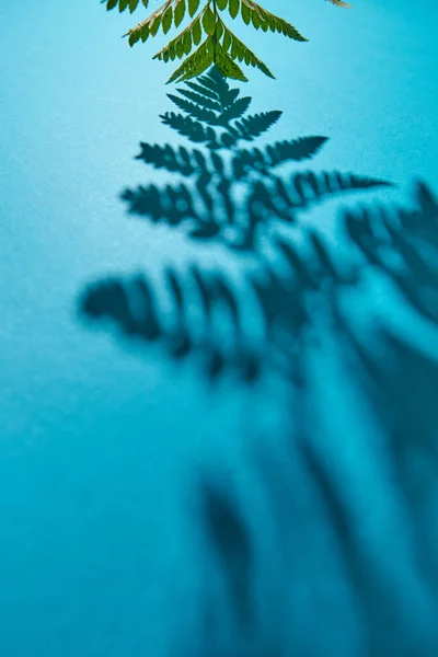 Groene Takje Fern Met Schaduw Patroon Een Blauwe Achtergrond Met — Stockfoto