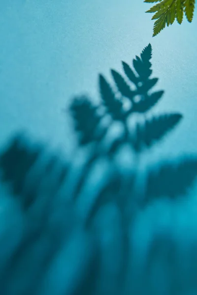 Patrón Foliar Sombras Una Rama Helecho Sobre Fondo Azul Oscuro — Foto de Stock