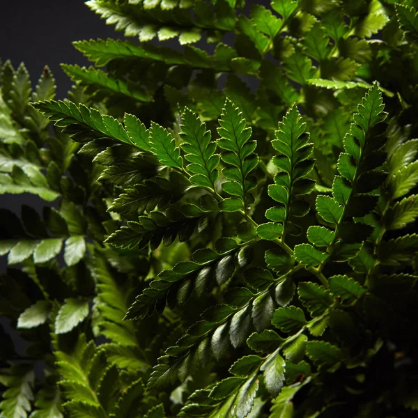 Closeup Green Petals Branches Fern Dark Background Foliage Layout Your — Stock Photo, Image