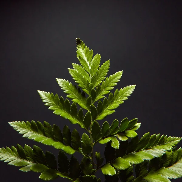 Primer Plano Una Rama Verde Oscura Helechos Frescos Sobre Fondo — Foto de Stock