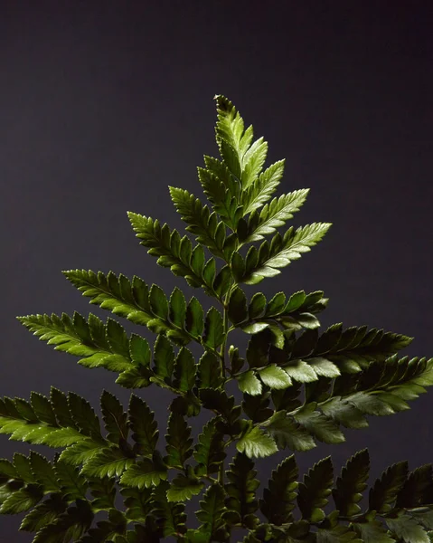 Samambaia Ramo Verde Uma Fábrica Fundo Preto Com Destaques Luz — Fotografia de Stock