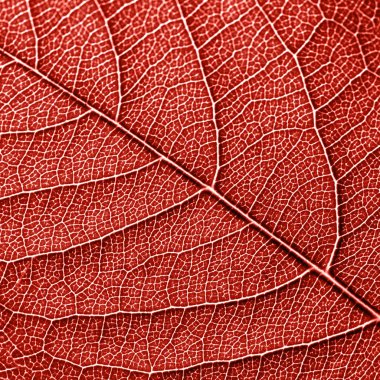 İskelet doğal yaprak, yaprak damarları ile desen. Yıl 2019 yaşayan mercan pantone rengini fikirlerinizi için yaratıcı arka plan. Üstten görünüm