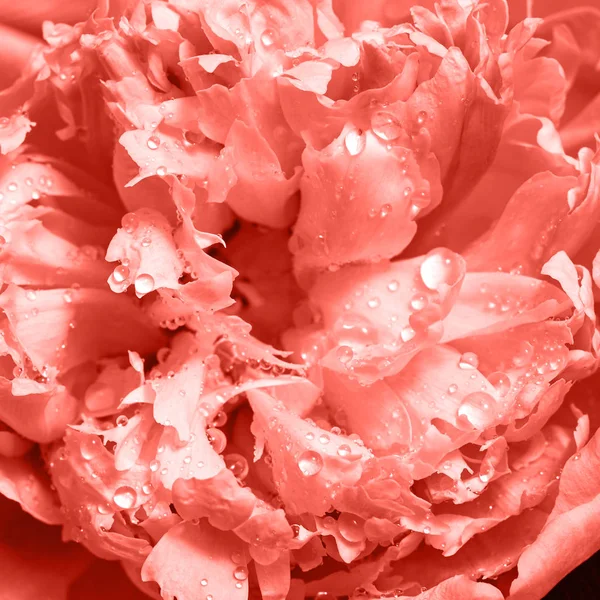 Ніжна Квітка Півонії Краплями Води Природний Візерунок Пелюсток Макет Листівки — стокове фото