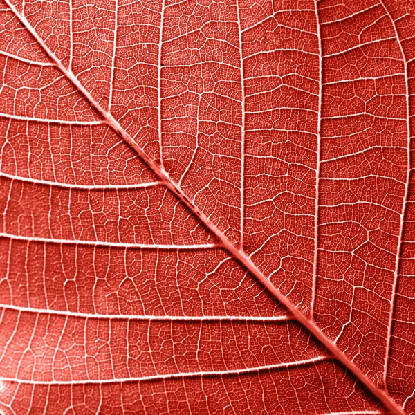 Texured Природні Жильний Leaf Візерунок Фон Макета Кольорі Року 2019 — стокове фото