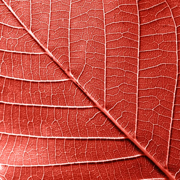 Texured Natuurlijke Groen Geaderde Blad Patroon Achtergrond Voor Lay Out — Stockfoto