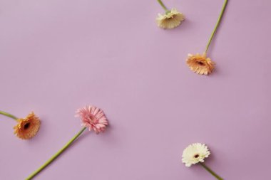 gerbera çiçekleri mor arka plan, video dizi