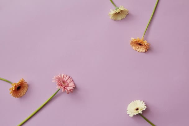 Set Gerbera Flowers Purple Background Video — Stock Video