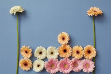 mavi arka plan, video gerbera çiçekleri ayarla