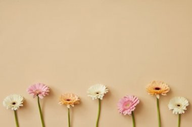 açık renkli, video gerbera çiçekleri ile tebrik kartı