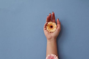 taze gerbera çiçekleri el üzerinde mavi arka plan, Sevgililer günü, anneler günü, 8 Mart günü kartı