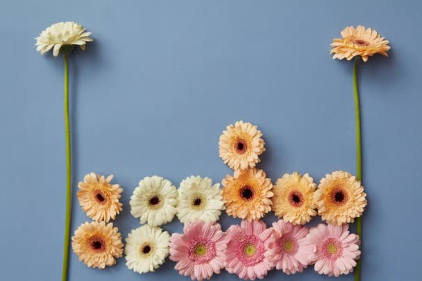 Conjunto Flores Gerbera Fundo Azul Vídeo — Vídeo de Stock