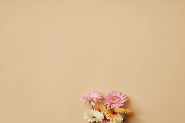 Grußkarte Mit Gerbera Blumen Auf Hellem Hintergrund Video — Stockvideo