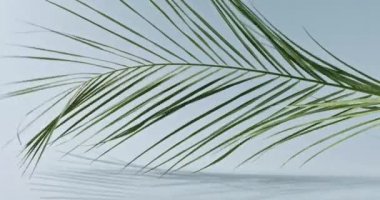 Mavi arka planda hareket eden palmiye dalı, kopyalama alanı. Tropik yeşil yapraklar