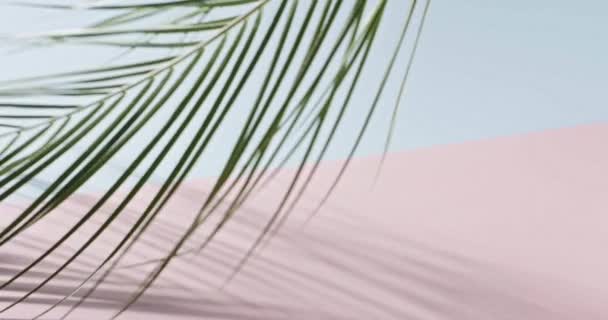 Palm Twig Moving Pink Blue Background Copy Space Tropical Green — Stock Video