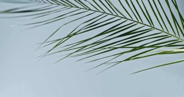 Palm Twig Moving Blue Background Copy Space Tropical Green Leaves — Stock Video