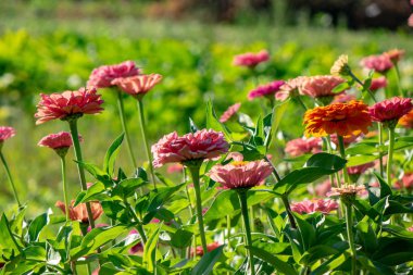 Turuncu ve pembe çiçek zinia yaz bahçesinde. Doğal çiçek açan arka plan