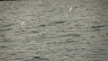 Boğaziçi, Istanbul, Türkiye, video, su yolu üzerinde yavaş uçan martılar 