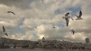 Boğaziçi, Istanbul, Türkiye, video, su yolu üzerinde yavaş uçan martılar 