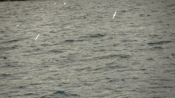 Gaviotas Volando Sobre Vía Navegable Del Bósforo Estambul Turquía Video — Vídeos de Stock