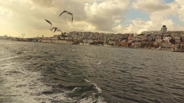 Gaivotas Voando Sobre Navegável Bósforo Istambul Turquia Vídeo Câmera Lenta — Vídeo de Stock