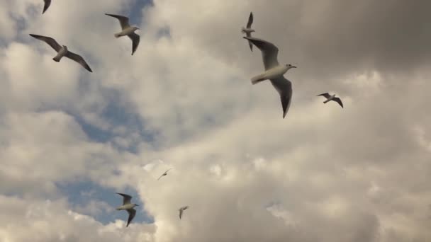 Måsarna Flyger Agaisnt Molnig Himmel Video Slowmotion — Stockvideo