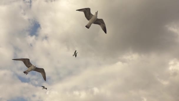 Seagulls Flying Agaisnt Cloudy Sky Video Slow Motion — Stock Video