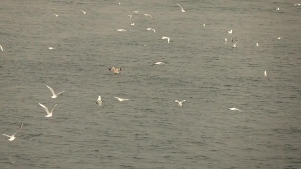 Seagulls Latania Nad Marszczyć Morze Wideo — Wideo stockowe