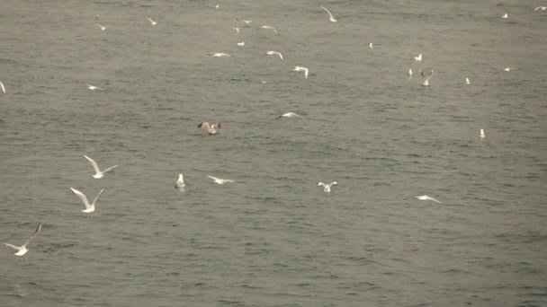 Gaviotas Volando Sobre Ondulación Del Mar Vídeo — Vídeos de Stock