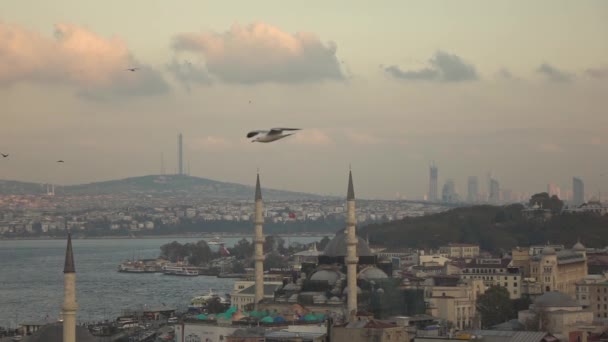 Vista Panorámica Del Hermoso Paisaje Urbano Estambul Con Gaviotas Volando — Vídeo de stock