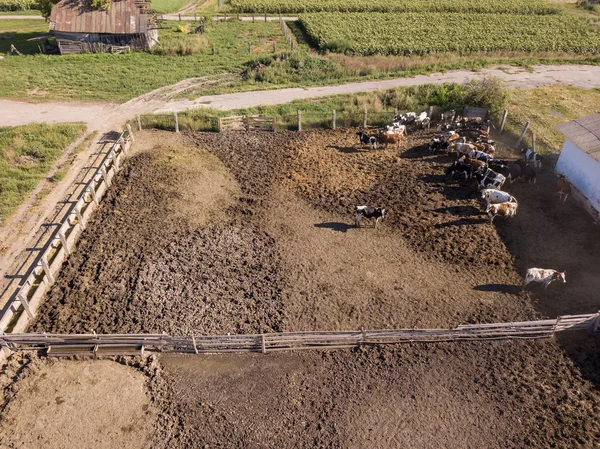 Terreno Agricolo Con Terreno Alimentazione Vacche Vista Aerea Dal Drone — Foto Stock