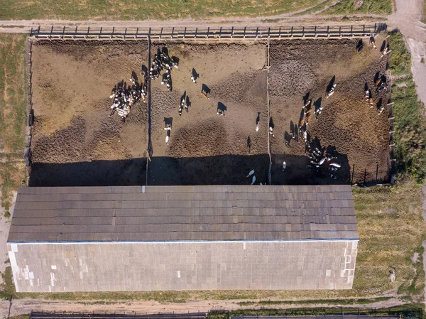 Grote Vee Van Koeien Graast Een Agrarische Landbouwgrond Een Zonnige — Stockfoto