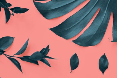 Renkli Yaşayan Mercan bir arka plan üzerinde Monstera tropikal yapraklarından Bitki deseni. Üstte görüntü.