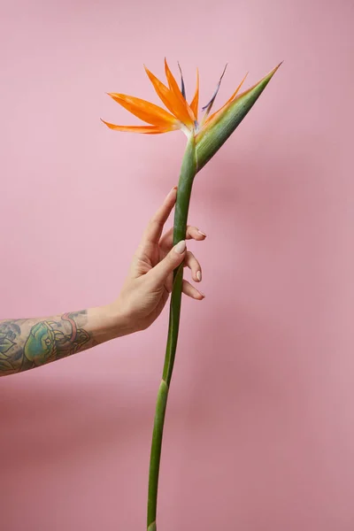 Tatuaje Femenino Con Brazo Sostiene Flor Tropical Naranja Strelitzia Sobre —  Fotos de Stock