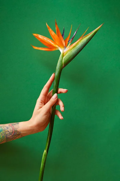Female Hand Tattoo Holds Nice Fresh Flower Strelitzia Green Background — Stock Photo, Image