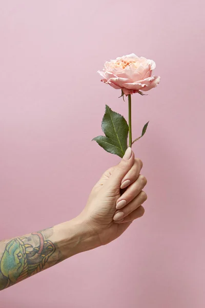 玫瑰与绿叶在一个女人的手周围的粉红色背景与文本的空间 — 图库照片