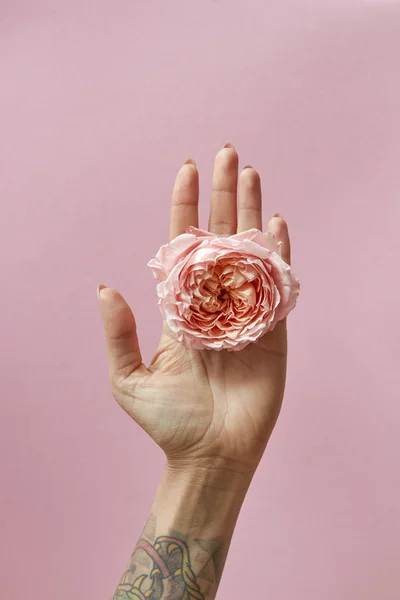 Bonito Botão Rosa Segura Mão Feminina Com Tatuagem Torno Fundo — Fotografia de Stock